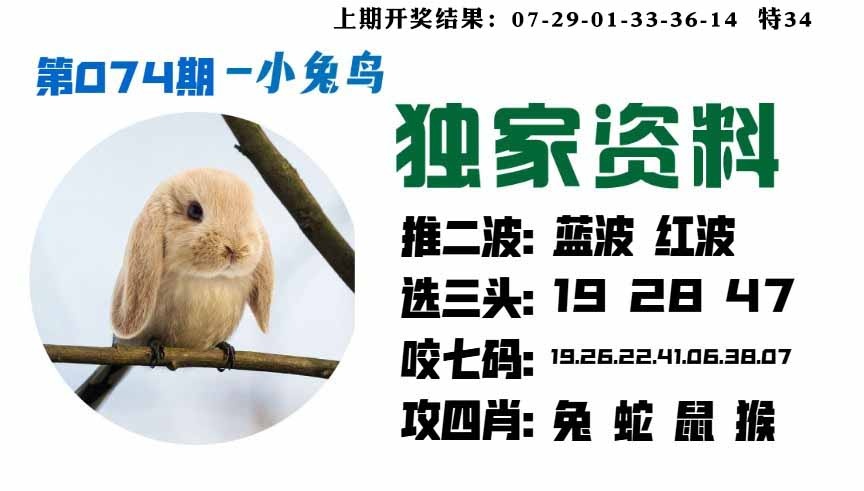 074期小兔鸟[图]